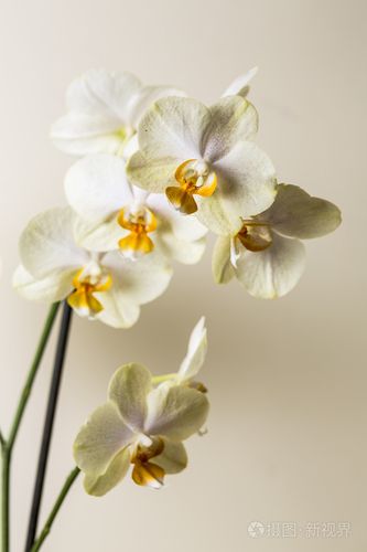 黃色的蘭花花 spa 化妝品棕色系花卉禮品房間裝飾花情人節